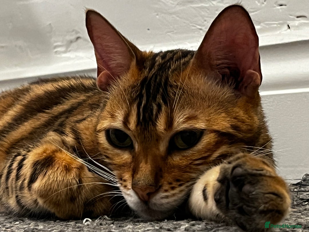 Bengal cats for sale: 2 lovable bengal brothers - Advert 2