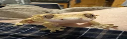 Gecko reptiles for sale: Gecko With full set up - Advert 5