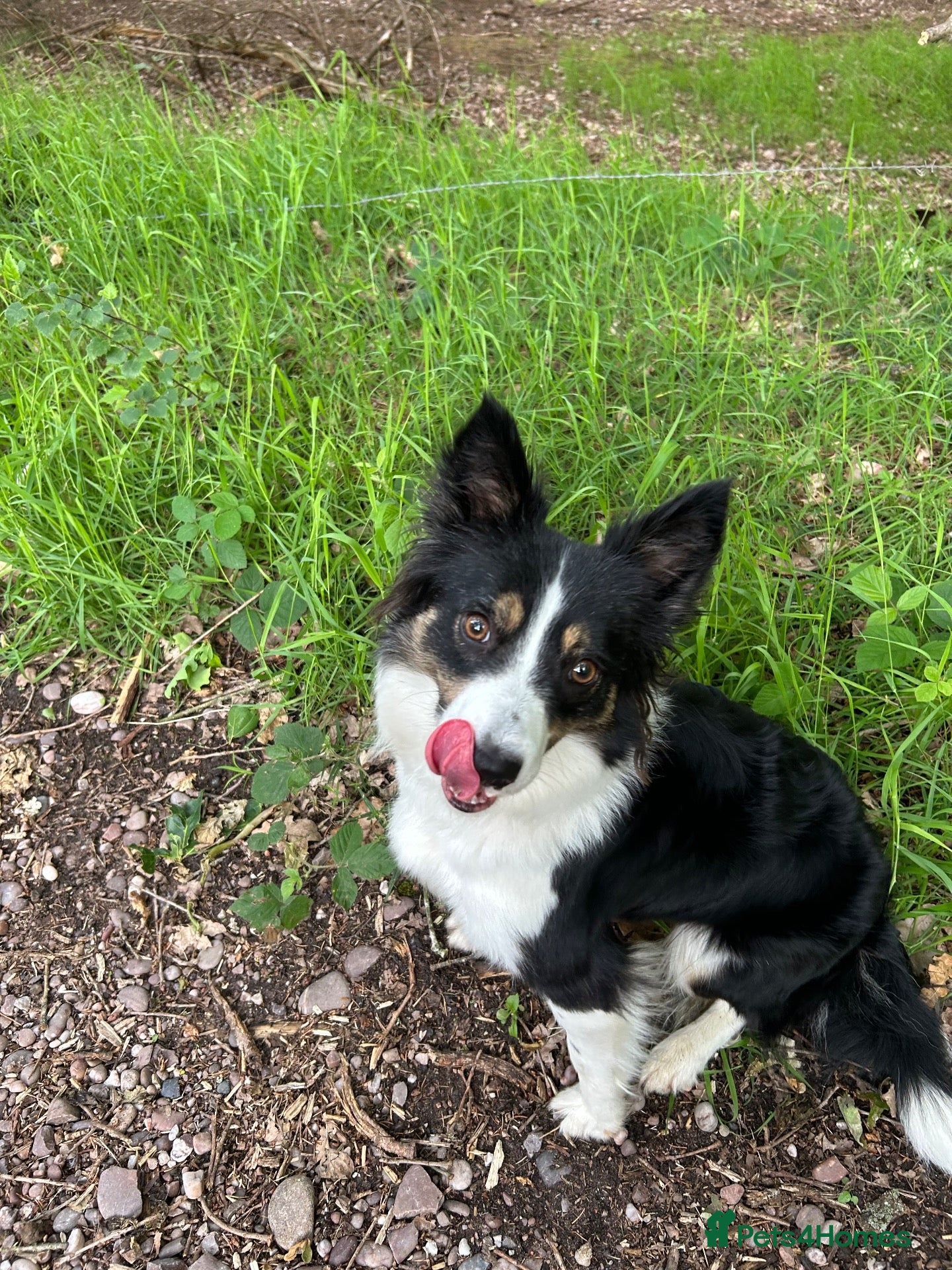 Border Collie dogs Tri-colour border collie READ DESCRIPTION - Advert 2