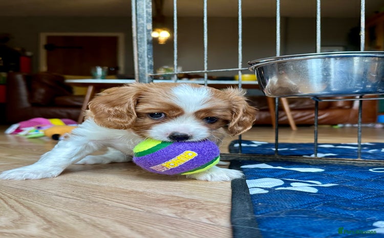 Cavalier King Charles Spaniel dogs - Advert 2