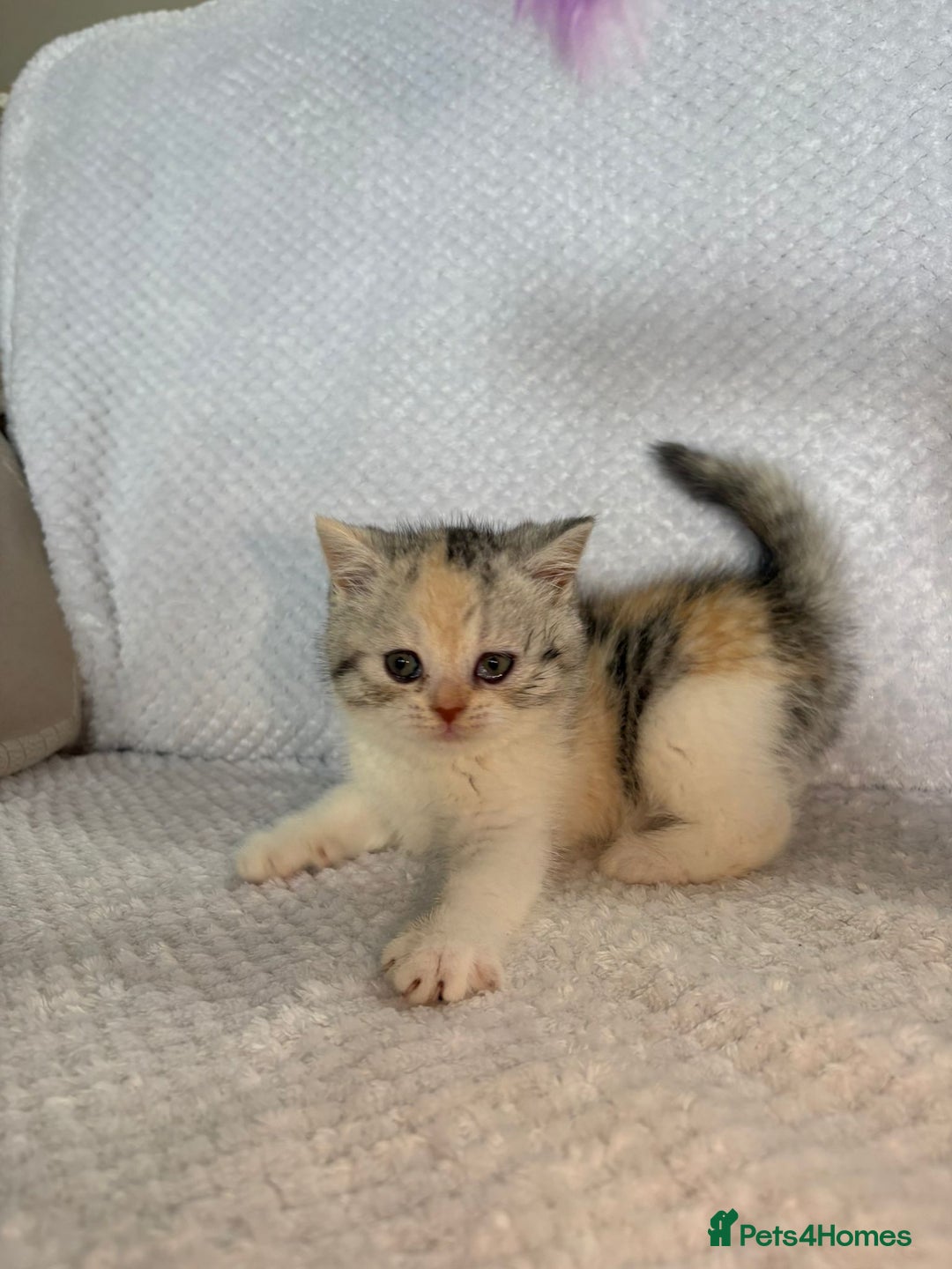 British Shorthair cats for sale: Gorgeous British shorthair kittens  - Advert 21