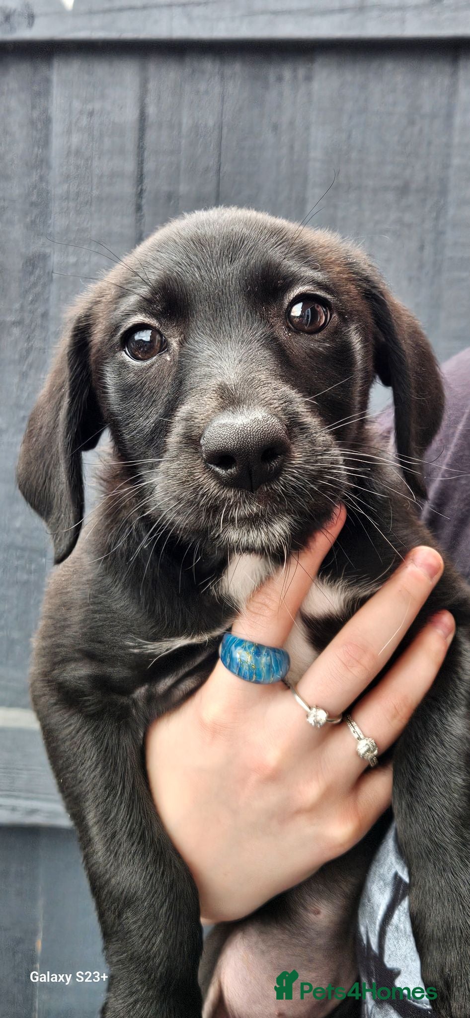 Mixed Breed dogs Last girl  labadoodle cross collie - Advert 18