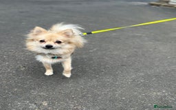 Pomeranian dogs for sale: XS Pomeranian puppy boy  - Image 8
