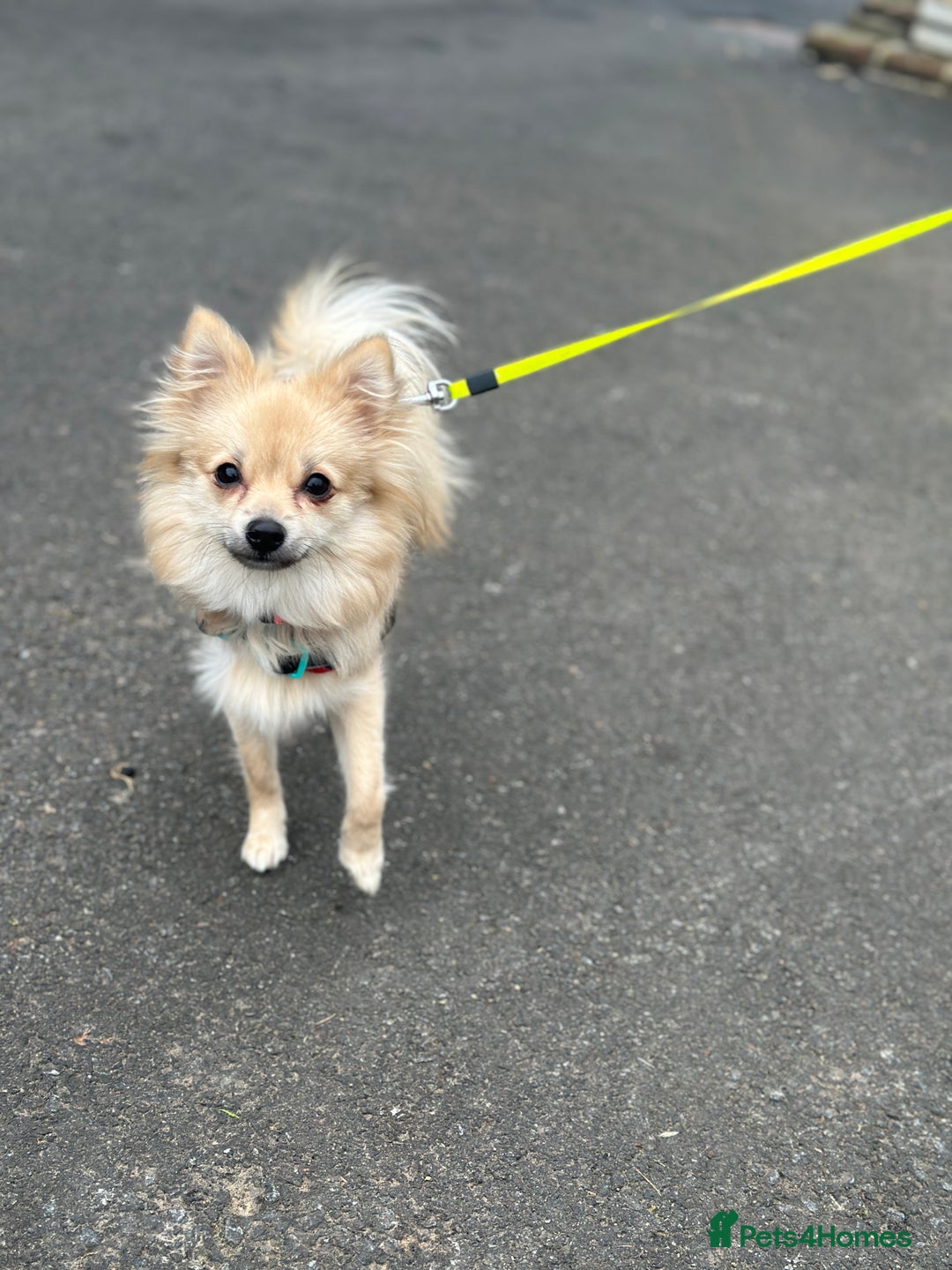 Pomeranian dogs for sale: XS Pomeranian puppy boy  - Image 8