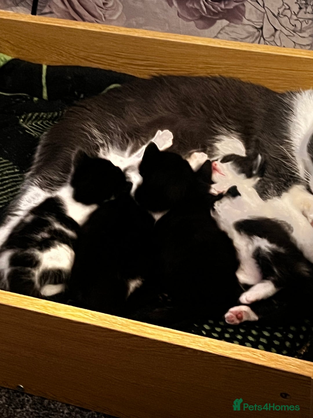 Mixed Breed cats for sale: Kittens for sale - Image 4