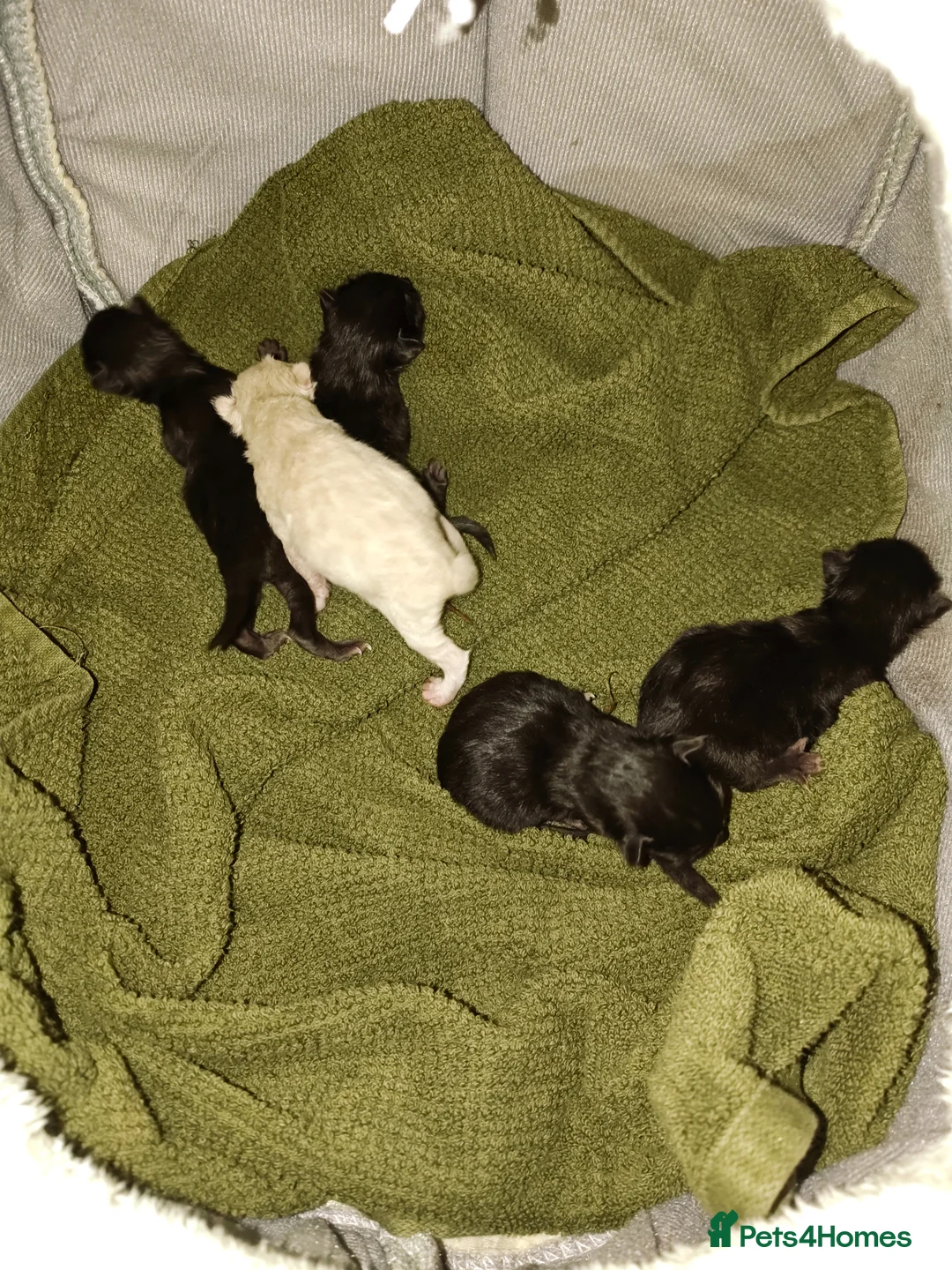 Mixed Breed cats for sale: Moggie Kittens  in Burnley - Advert 3