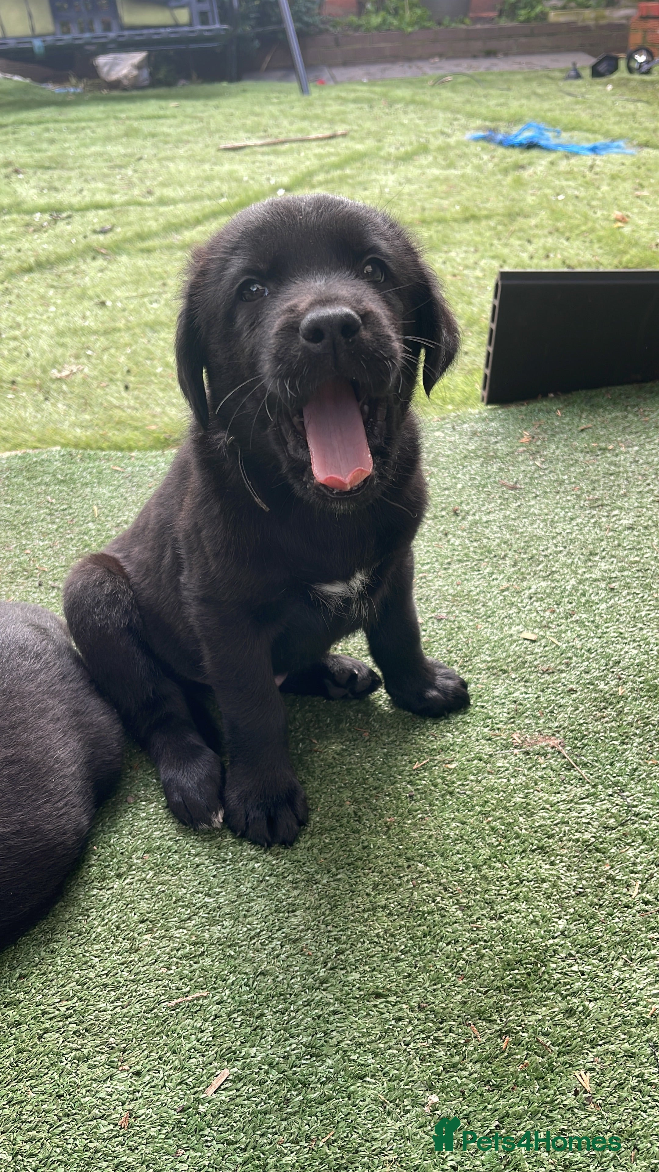 Mixed Breed dogs Adorable Lab x German Shepherd Puppies - Advert 1