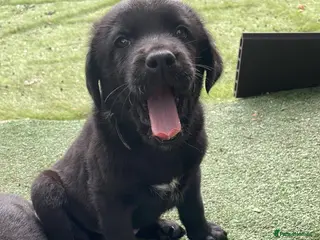 Mixed Breed dogs Adorable Lab x German Shepherd Puppies - Advert 2