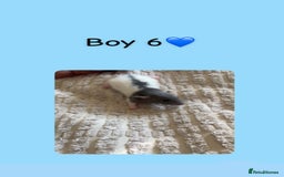 Rat rodents for sale: Beautiful baby rats looking for forever homes! - Image 16