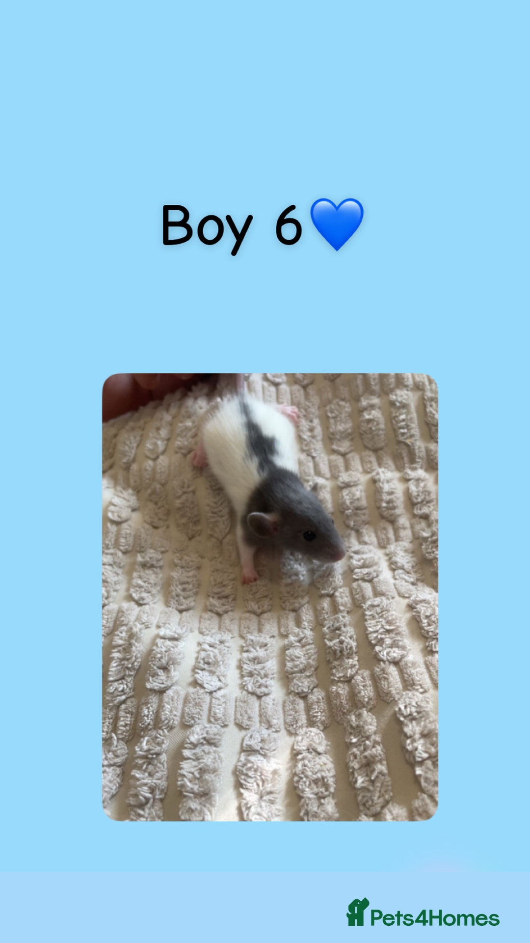 Rat rodents for sale: Beautiful baby rats looking for forever homes! - Image 16
