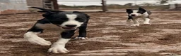 Border Collie dogs for sale: ONE REMAINING - Female Border Collie Puppies - Advert 7