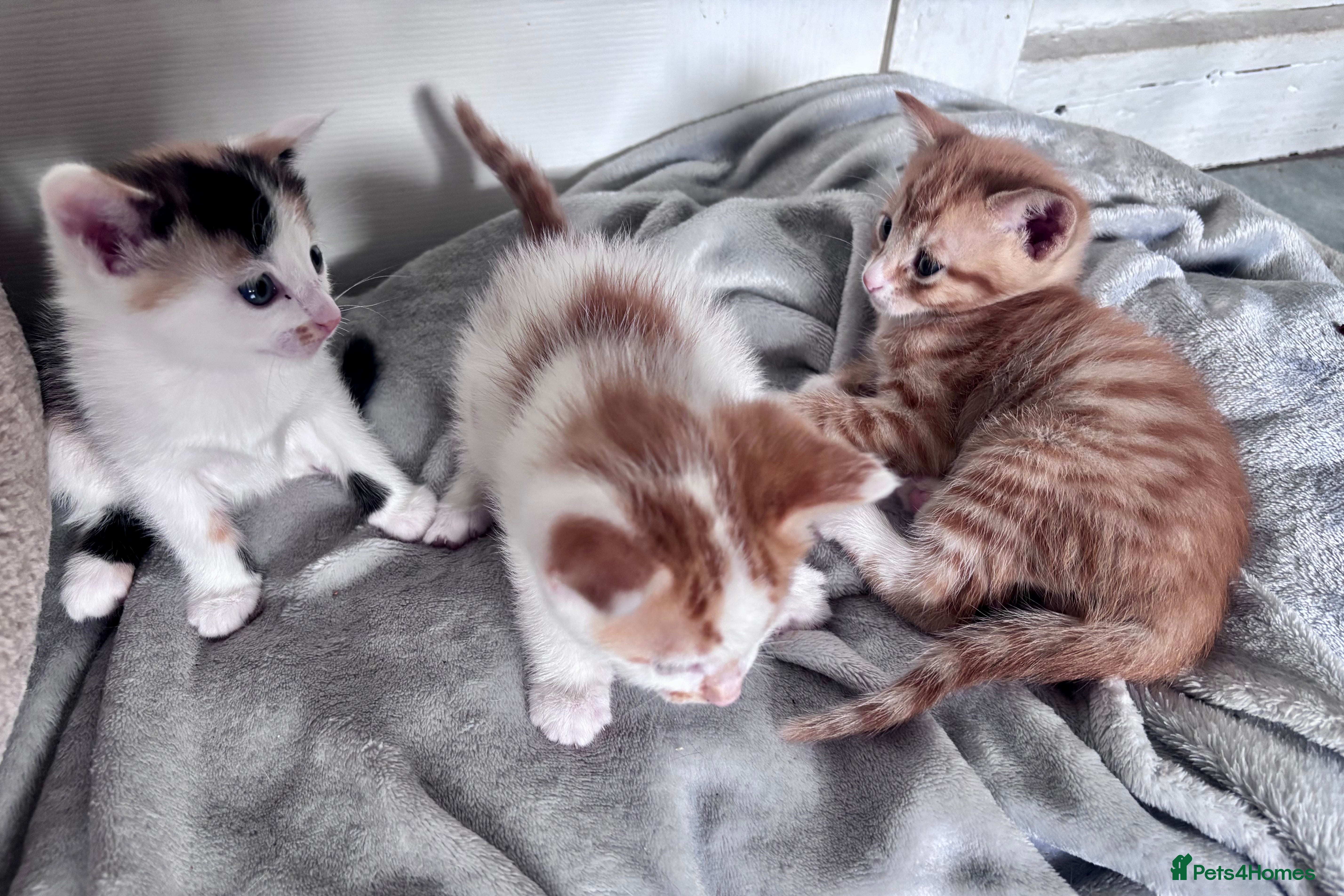 Mixed Breed cats Rare Maine Coon Siamese cross kittens 🐾  - Advert 8