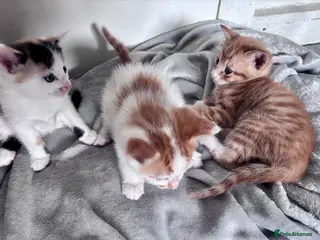 Mixed Breed cats Rare Maine Coon Siamese cross kittens 🐾 - Advert 5