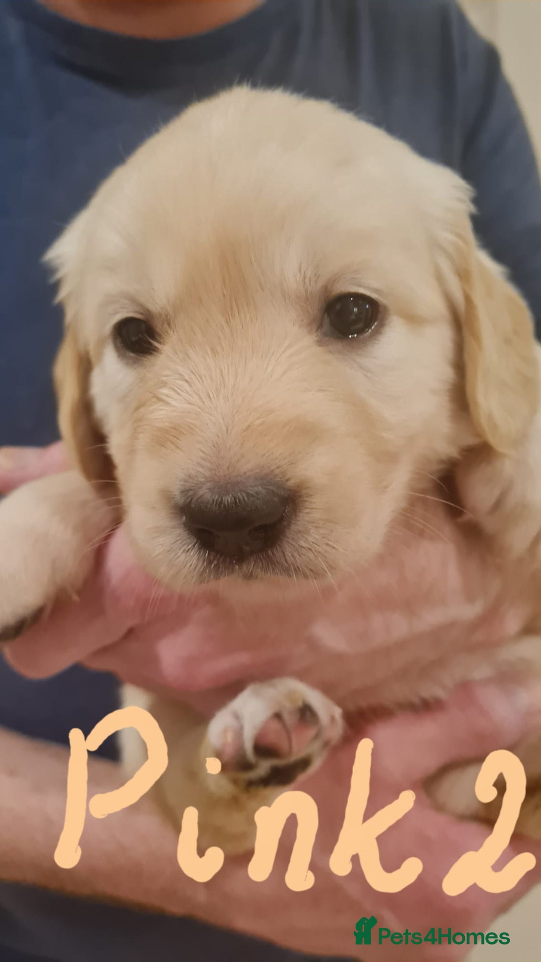 Golden Retriever dogs for sale: Golden Retriever puppies - Advert 13