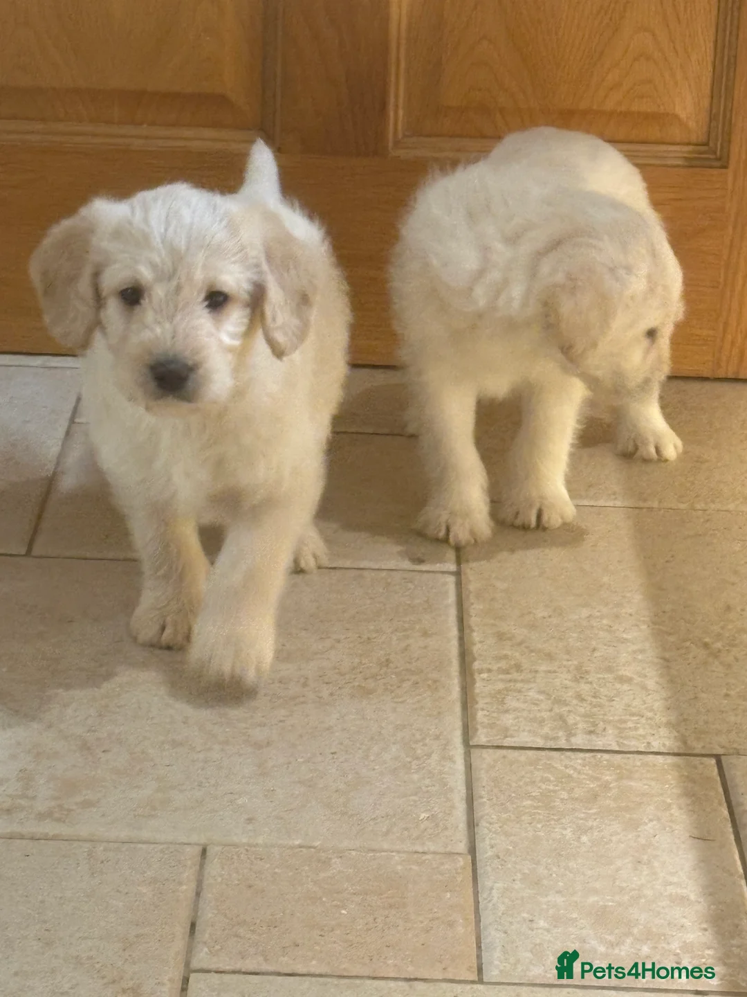 Labradoodle dogs for sale: Miniature labradoodle pups - Advert 2