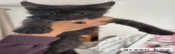 Ragcoon cats for sale: Beautiful Ragcoons  - Advert 7