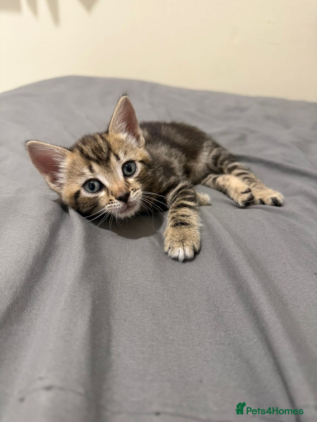 Mixed Breed cats for sale: Kittens for sale - Advert 7