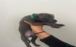 Staffordshire Bull Terrier dogs for sale: Rein X Pharron Bullsaff puppies/1 left due 2 mess - Image 12