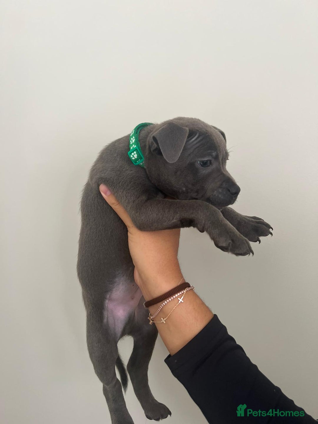 Staffordshire Bull Terrier dogs for sale: Rein X Pharron Bullsaff puppies/1 left due 2 mess - Image 12