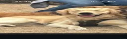 Golden Retriever dogs for stud: De niro golden boy  - Advert 9