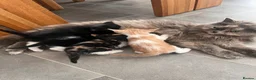 Himalayan cats for sale: Himalayan cross - Advert 1