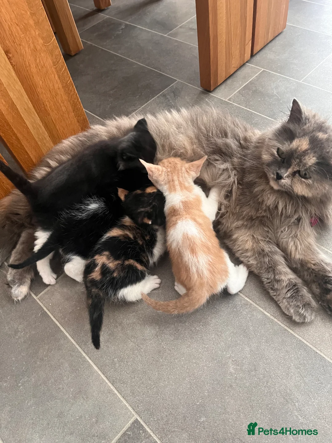 Himalayan cats for sale: Himalayan cross - Advert 1
