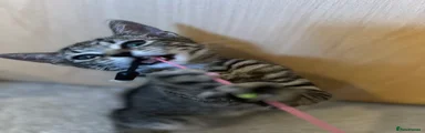 Black & Grey Tabby Girl