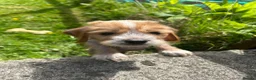 Mixed Breed dogs for sale: Chinese crested cross cocker spaniel in Abergavenny - Advert 13