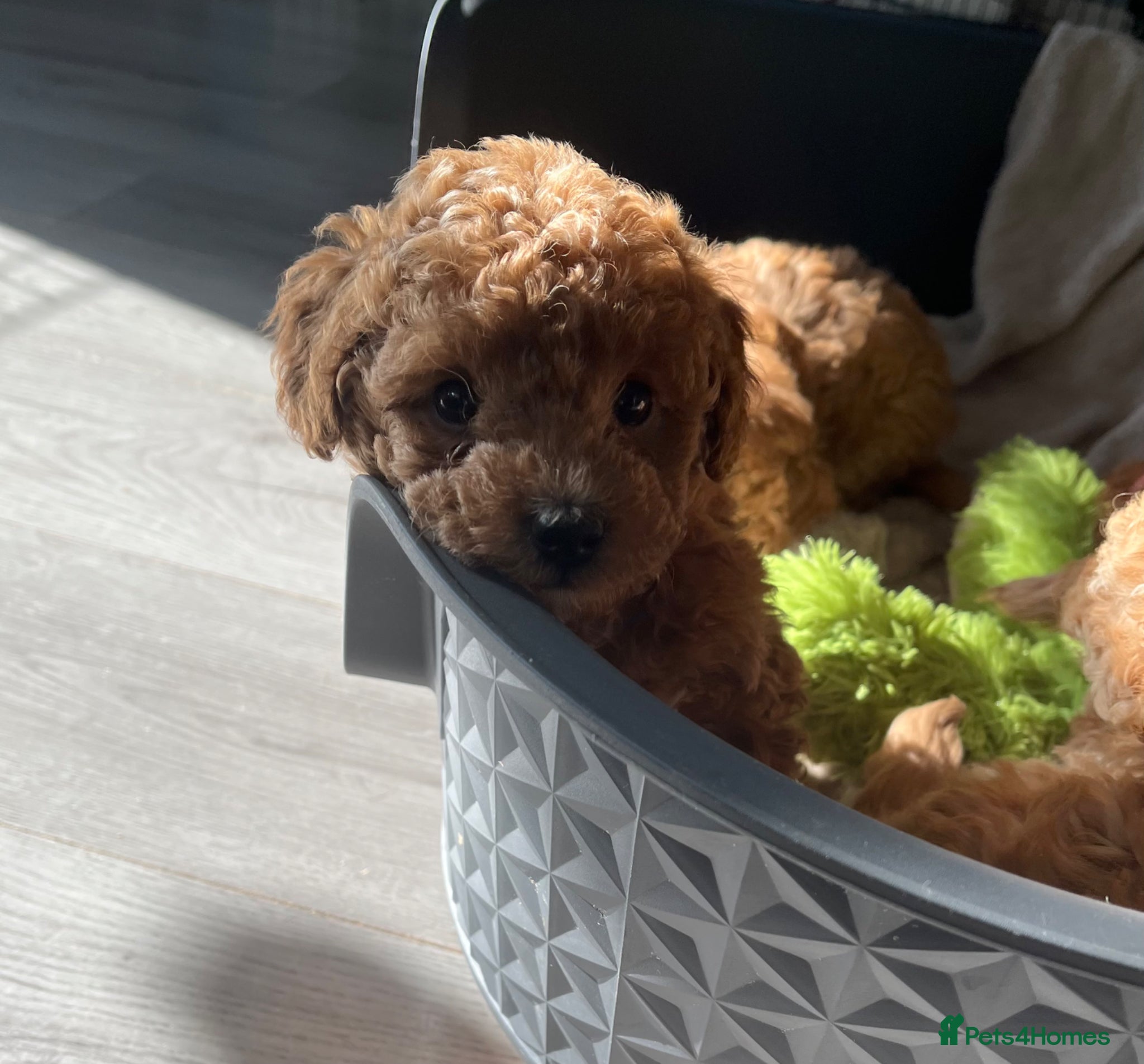 Toy Poodle dogs Toy Poodle Puppies - Advert 7