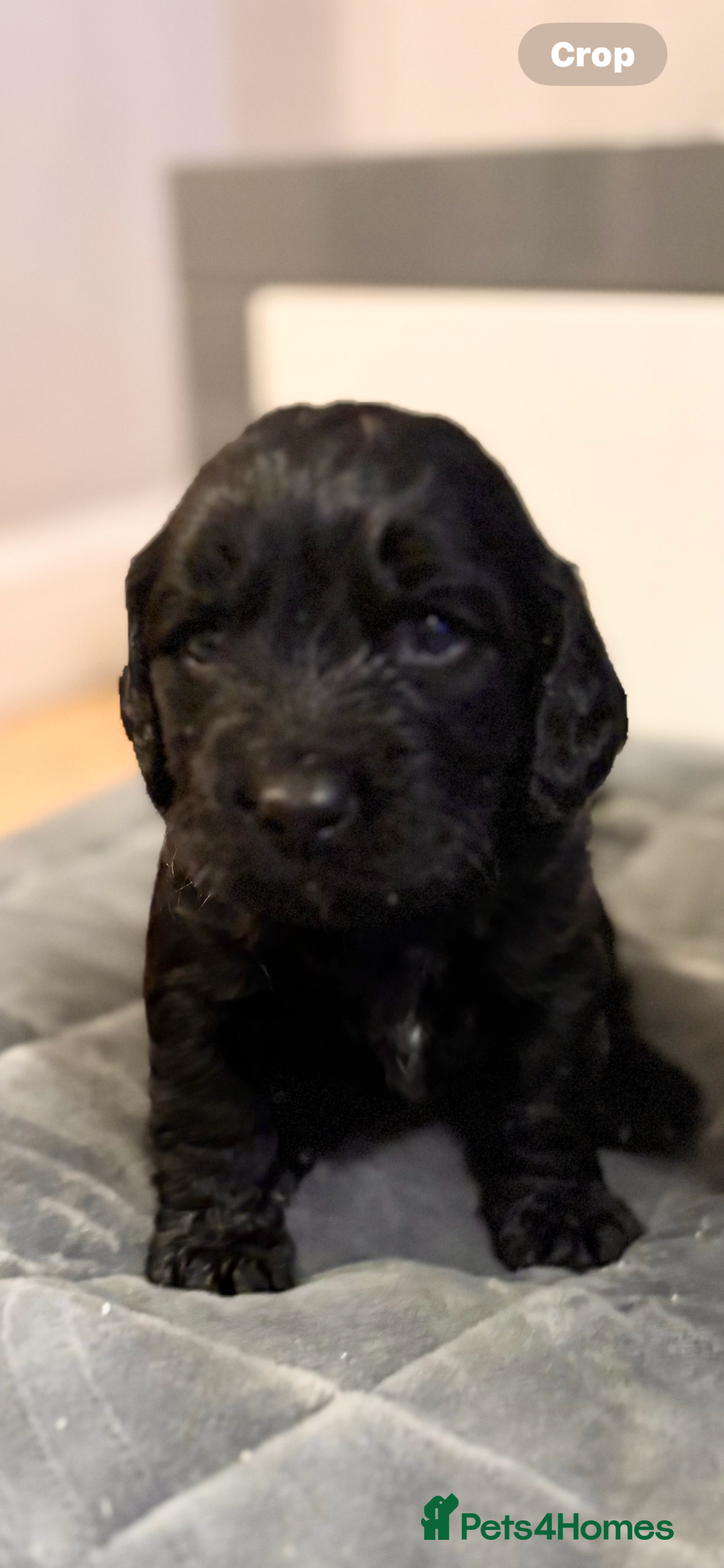 Cockapoo dogs for sale: Beautiful F1b cockapoos  - Advert 7