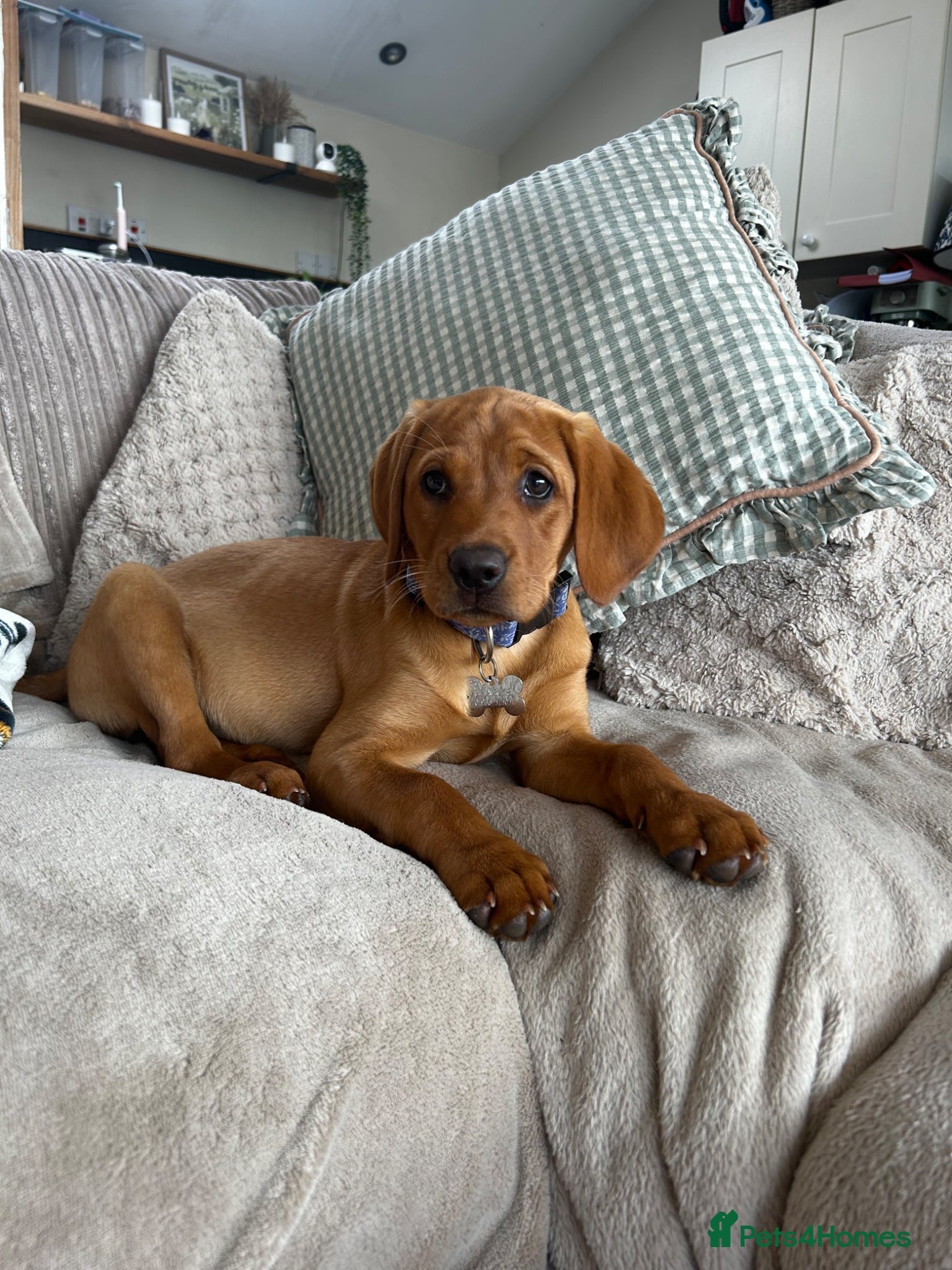 Labrador Retriever dogs Red fox lab puppy  - Advert 1