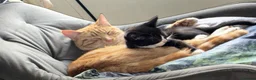 Mixed Breed cats for sale: Velvet kisses  - Advert 1