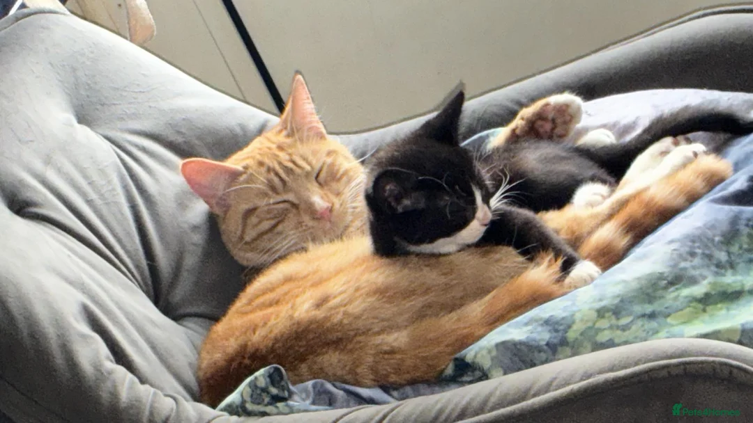 Mixed Breed cats for sale: Velvet kisses  - Advert 1