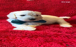 Double Doodle dogs for sale: Beautiful Double Doodles puppies  - Image 13