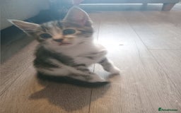Mixed Breed cats for sale: From Our Loving Home to Yours - Image 10