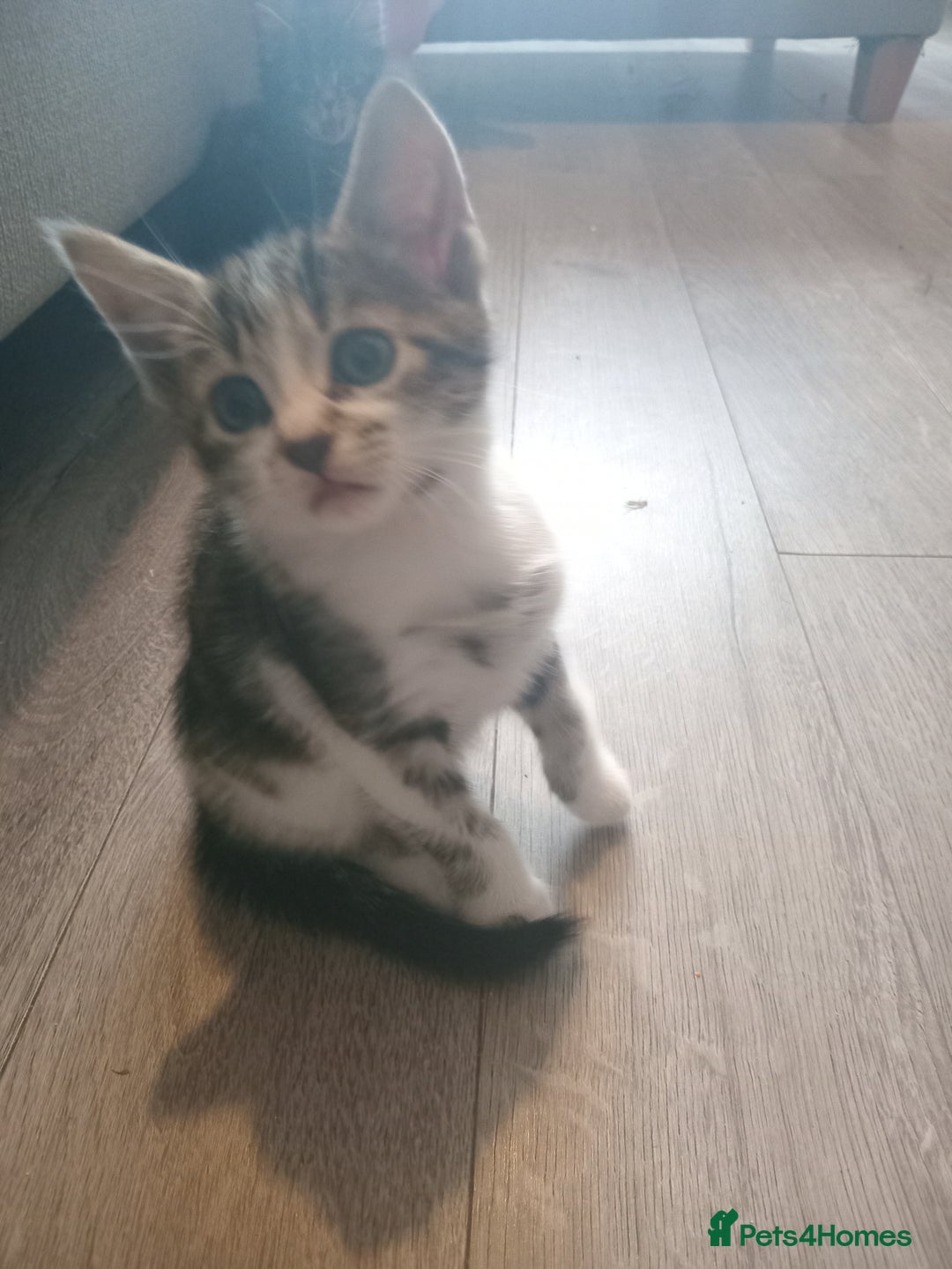 Mixed Breed cats for sale: From Our Loving Home to Yours - Image 10