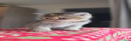 Scottish Fold cats for sale: Scottish Fold Kittens  - Advert 8