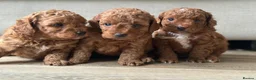 Toy Poodle dogs for sale: 🐶🐾Top-quality Asian/miniature poodles🐾🐶 - Advert 10