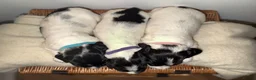 English Springer Spaniel dogs for sale: 3 female Springer spaniel puppies  - Advert 4