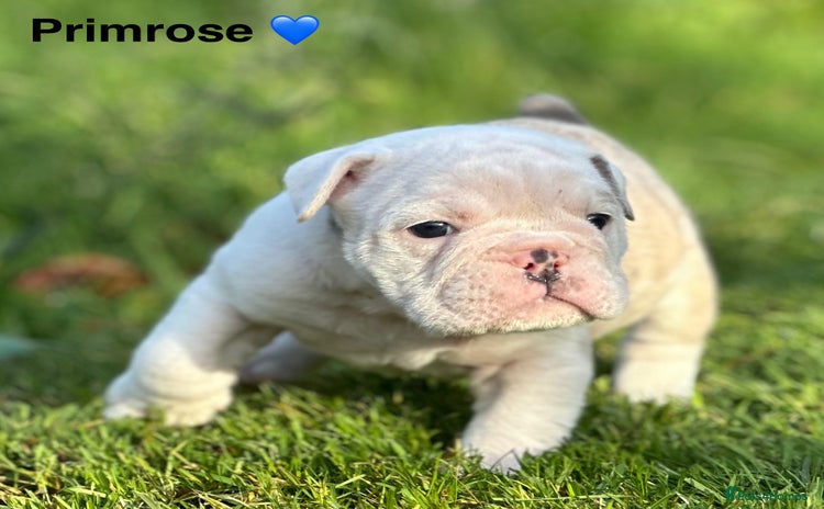 English Bulldog dogs 🌟 health tested parents 🌟 Olde English Puppies🌟 - Advert 4