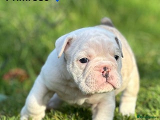 English Bulldog dogs 🌟 health tested parents 🌟 Olde English Puppies🌟 - Advert 15
