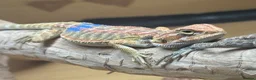 Bearded Dragon reptiles for sale: Stunning baby bearded dragons - Advert 11