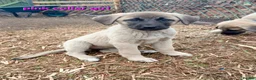 Turkish Kangal dogs for sale: TURKISH KANGAL PUPPIES! - Advert 29