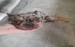 French Bulldog dogs for sale: Pedagree & KC papered merl carrying French bulldog - Image 19