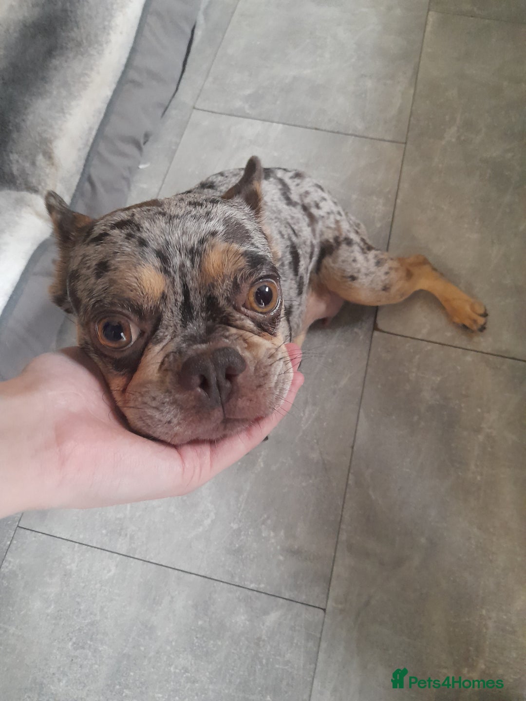 French Bulldog dogs for sale: Pedagree & KC papered merl carrying French bulldog - Image 19