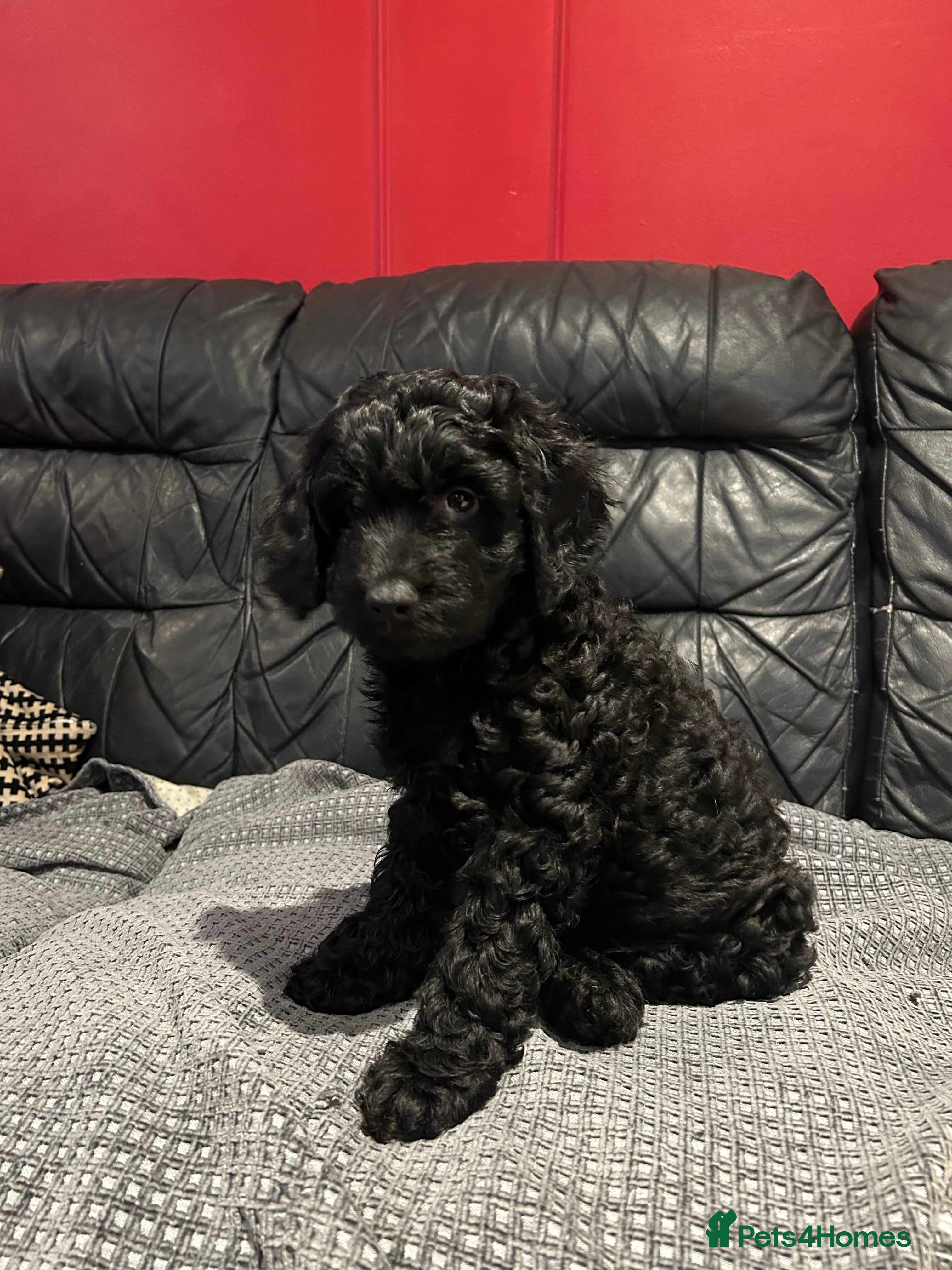 Cockapoo dogs 1 girl Miniature cockapoo puppy READY NOW  - Advert 16