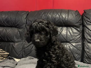 Cockapoo dogs 1 girl Miniature cockapoo puppy READY NOW - Advert 16