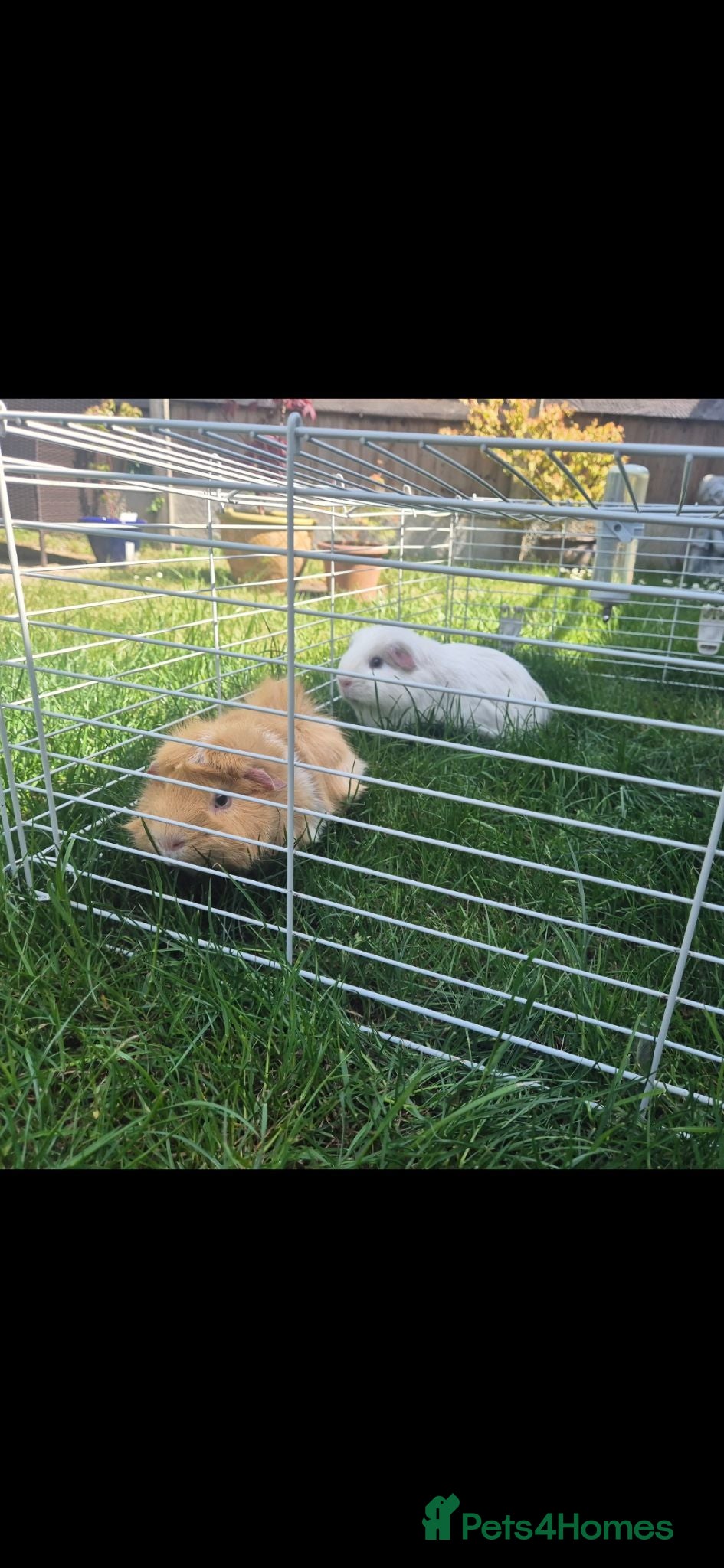 Guinea Pig rodents 2x male guinea pigs - Advert 1