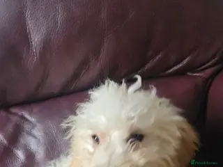 Cockapoo dogs Cockapoo - Advert 10