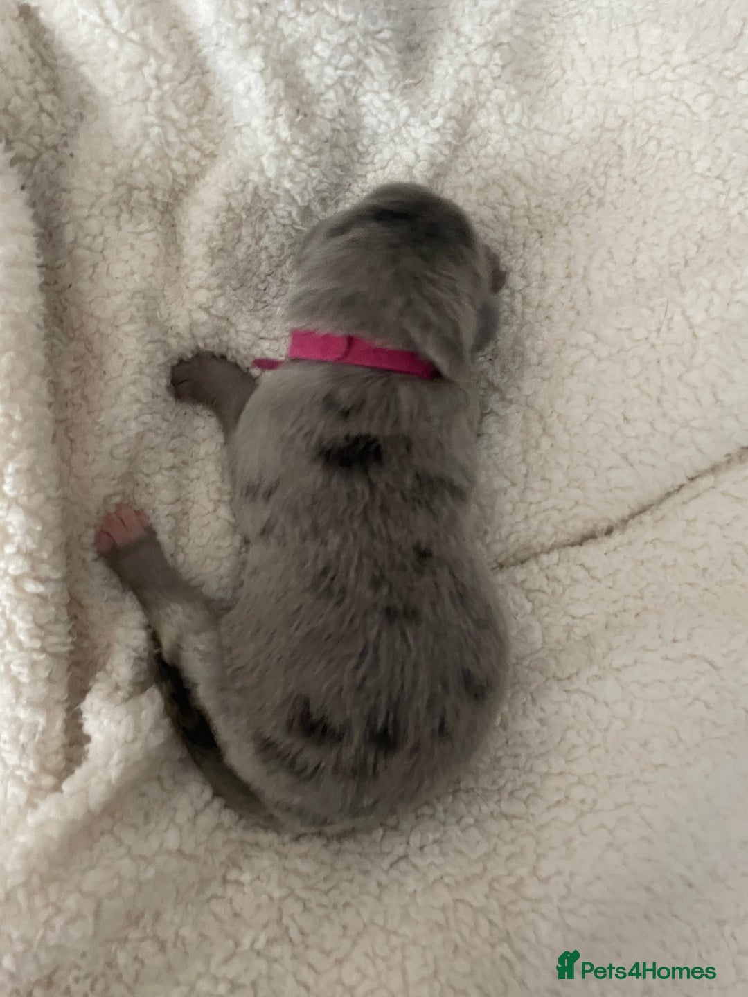 Cane Corso dogs for sale: Harlequin cane corso x pedigree cane corso puppies - Advert 5